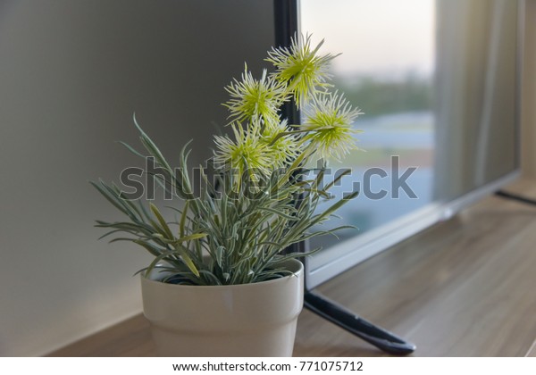 Tree Small Pot Decoration Stock Photo Edit Now 771075712