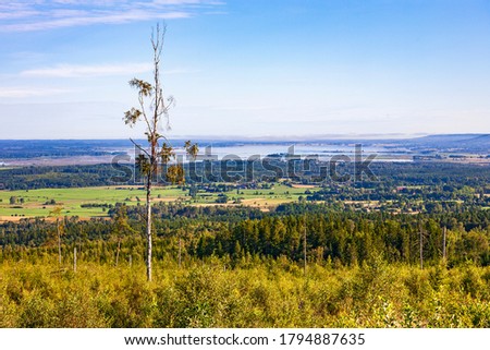 Tree snag in a beautiful landscape view with a lake