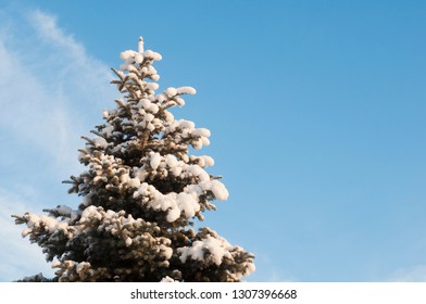 tree in the snow