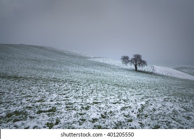 Tree in Snow