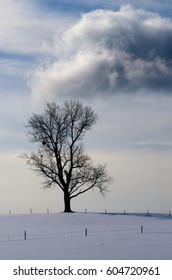 tree in snow
