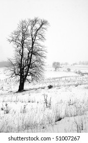Tree In Snow Covered Field
