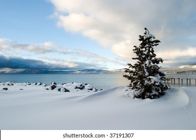 Tree Snow Lake Tahoe, California