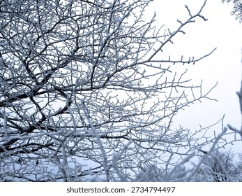 A tree with snow on it and branches. The branches are bare and the snow is covering them