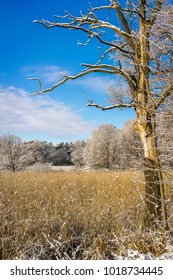 Tree in snowy landscape