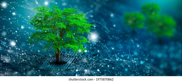 Tree with soil growing on  the converging point of computer circuit board. Blue light and wireframe network background. Green Computing, Green Technology, Green IT, csr, and IT ethics Concept.