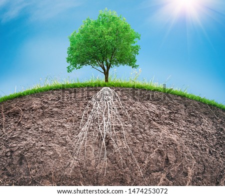 tree and soil with roots and grass, organic care concept