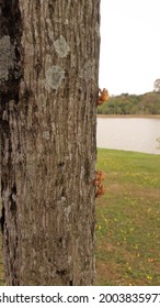 Tree With Some Cicada Exoskeleton