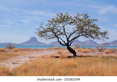 Tree In Sonora, Mexico