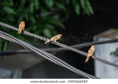 the tree sparows standing in cable