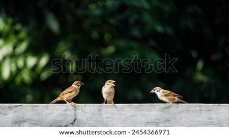the tree sparows standing in cable