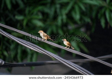 the tree sparows standing in cable