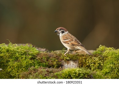 Tree Sparrow