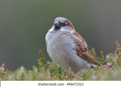 Tree Sparrow
