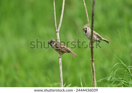 Tree Sparrow birds perching on dead weeds, Scotland, 2023