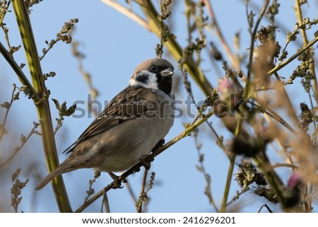 tree sparrow is brown smallbird