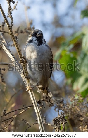 tree sparrow is brown smallbird