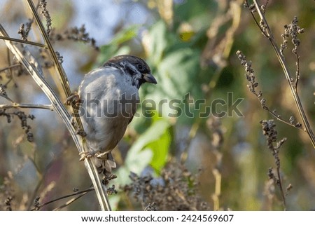 tree sparrow is brown smallbird