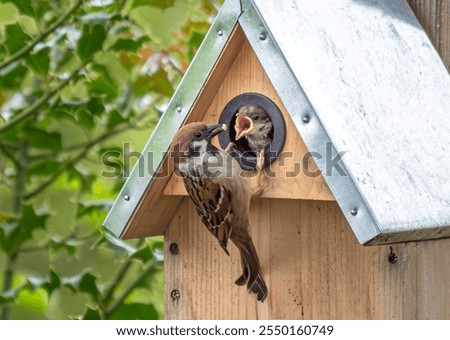 Tree sparrow, sparrow feeding young in a nesting box, Bavaria, Germany, Europe