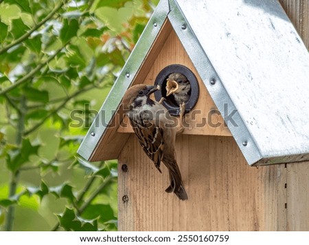 Tree sparrow, sparrow feeding young in a nesting box, Bavaria, Germany, Europe