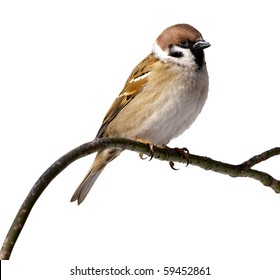 Tree Sparrow in front of white background, isolated. Sparrow perching on a branch of the tree. - Shutterstock ID 59452861