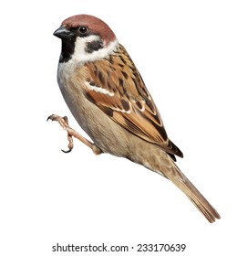 Tree Sparrow (Passer montanus) is in the nature. Russia