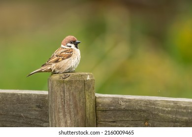 Tree sparrow (Passer montanus) perched on a wooden fence in spring, Yorkshire, UK.