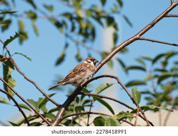A tree sparrow sits on a branch on a summer morning. Ryazan region Russia - Shutterstock ID 2278418991
