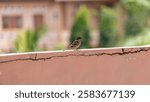 Tree sparrows on a pink wall. The Eurasian tree sparrow is a passerine bird in the sparrow family with a rich chestnut-colored crown and nape and a black patch on each pure white cheek.