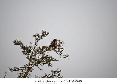A tree with sparse, feathery branches hosts a bird perched near the top.