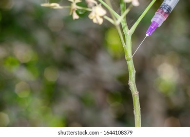 A Tree Specialist Is Injecting A Plant And Taking Care Of Them