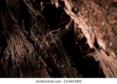 tree with spider web