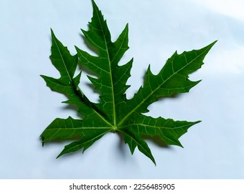 Tree spinach or Cnidoscolus aconitifolius leaf isolated on white background. - Shutterstock ID 2256485905