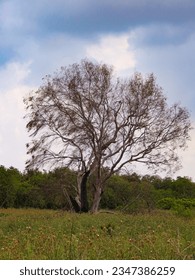      a tree split by lightning in a field                          