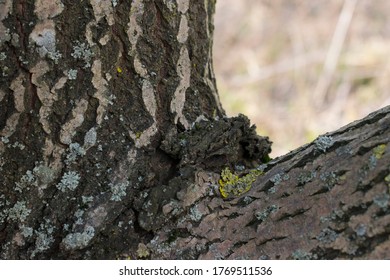 The tree splits into two, the bark