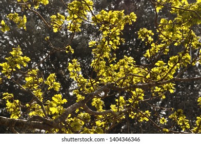 tree at spring in Brittany