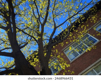 A tree in spring in front of a school