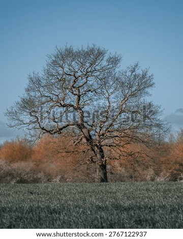 tree in spring with no leaves 
