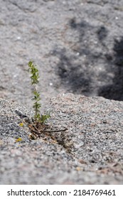 Tree Sprout Pushing Through Rocks