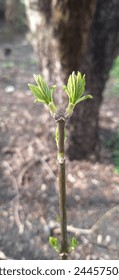 The tree sprouts with two sprouts