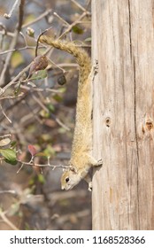 Tree squirrel ( Paraxerus cepapi) sitting in a tree, Botswana
