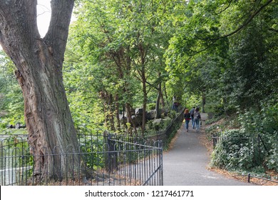 Tree In St Stephens Green Park, Dublin; Ireland