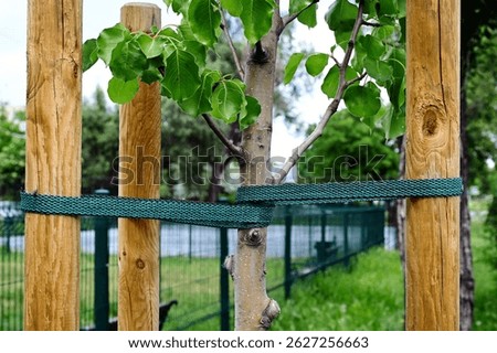 tree stake, tie and support. stabilization device. wood posts surrounding young tree. flat fabric rope fastening and stabilizing the tree trunk in vertical position. nature, gardening and landscaping