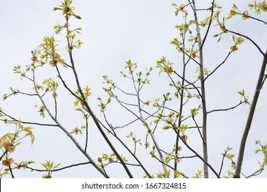 Tree Stalks Spring Reborn Nature