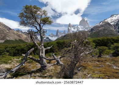 A tree standing against the backdrop of Mount Fitz Roy in Patagonia, Argentina