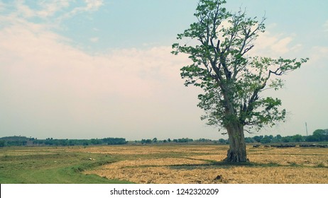 Tree standing alone 
