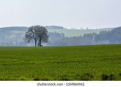tree standing alone on the field