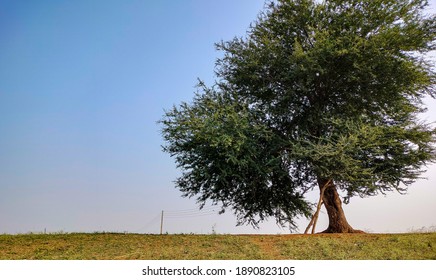 A tree standing by itself in an open field with the blue-ish sky above it 
