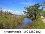 Tree standing at the edge of a saltwater marsh