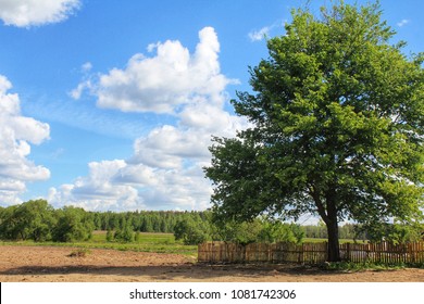 tree standing in an empty field